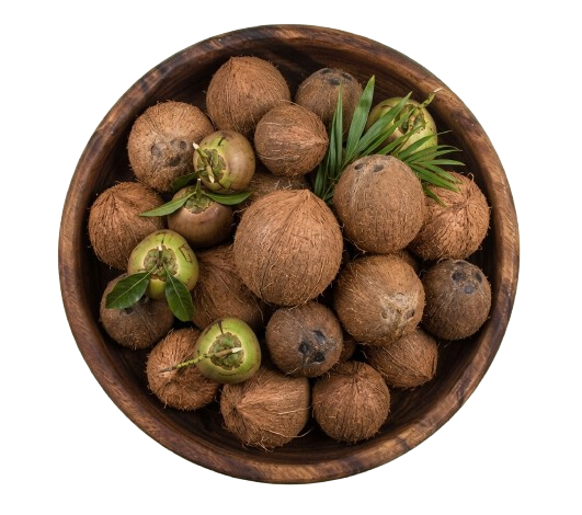 Coconut