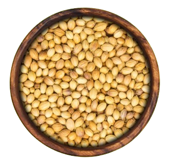 Coriander