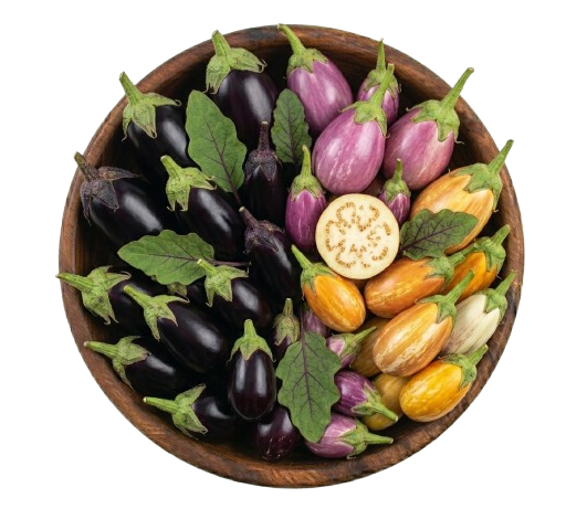 Eggplant